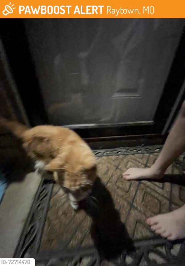 Found/Stray Unknown Cat last seen 87th & James a. Reed rd, Raytown, MO 64138