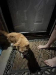 Found/Stray Unknown Cat last seen 87th & James a. Reed rd, Raytown, MO 64138