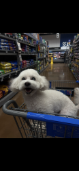 Lost Female Dog last seen Cabana Dr Y Vegas Valley , Las Vegas, NV 89122