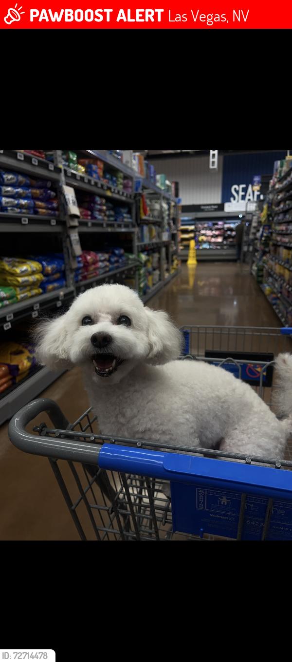 Lost Female Dog last seen Cabana Dr Y Vegas Valley , Las Vegas, NV 89122