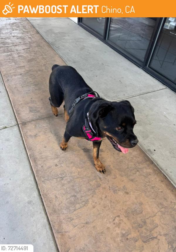 Found/Stray Female Dog last seen Ramona & Philadelphia CHINO CA, Chino, CA 91710