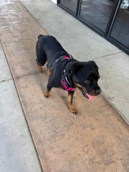 Found/Stray Female Dog last seen Ramona & Philadelphia CHINO CA, Chino, CA 91710