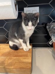 Lost Female Cat last seen Argyle & Benedict, Riverside, CA 92506