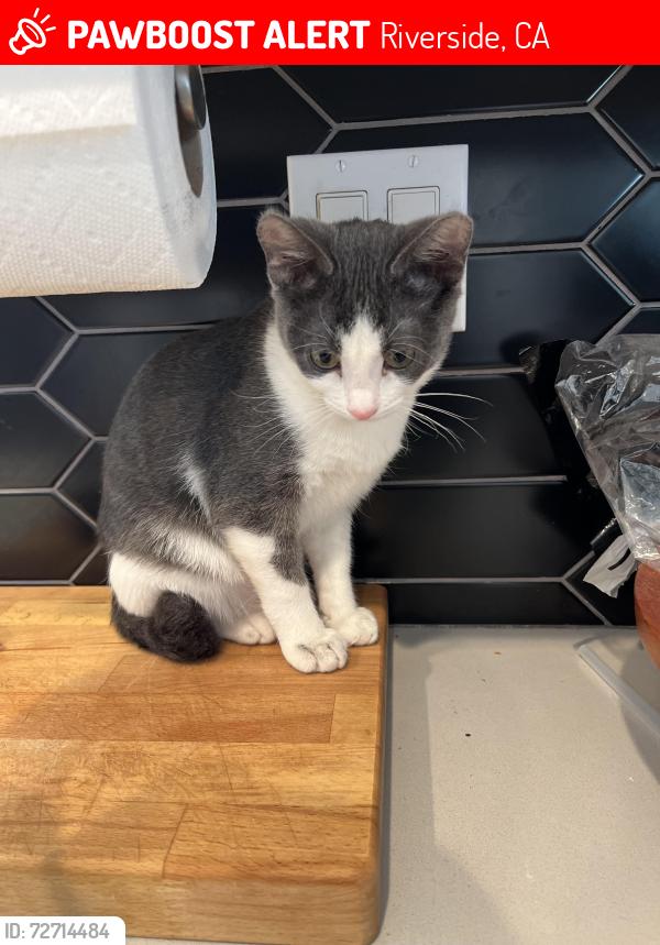 Lost Female Cat last seen Argyle & Benedict, Riverside, CA 92506