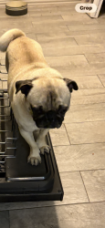 Found/Stray Male Dog last seen La prada, Dallas, TX 75228