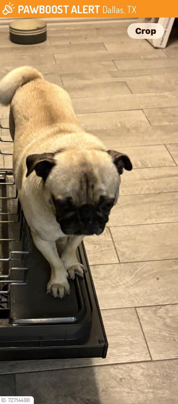 Found/Stray Male Dog last seen La prada, Dallas, TX 75228