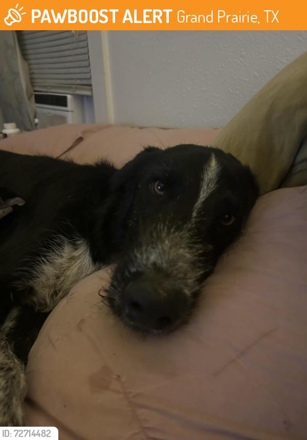 Found/Stray Male Dog last seen LONE STAR PARK, Grand Prairie, TX 75050