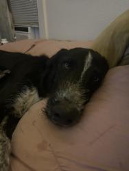 Found/Stray Male Dog last seen LONE STAR PARK, Grand Prairie, TX 75050