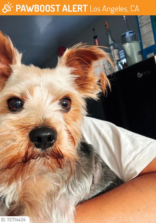 Found/Stray Male Dog last seen Near 2nd Ave LA CA 90043, Los Angeles, CA 90043