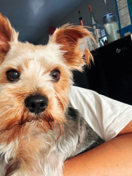 Found/Stray Male Dog last seen Near 2nd Ave LA CA 90043, Los Angeles, CA 90043