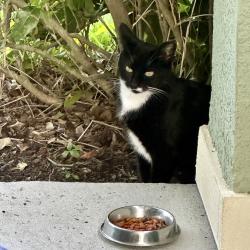 Found/Stray Female Cat last seen Eagle Landing / CAMP CREEK, Orange Park, FL 32065