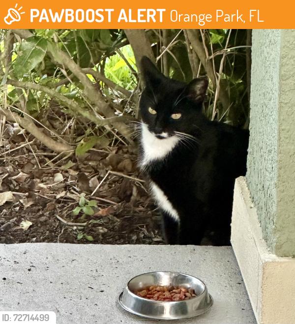 Found/Stray Female Cat last seen Eagle Landing / CAMP CREEK, Orange Park, FL 32065