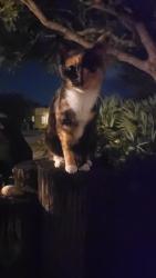 Found/Stray Unknown Cat last seen Near block , Lake Park, FL 33403