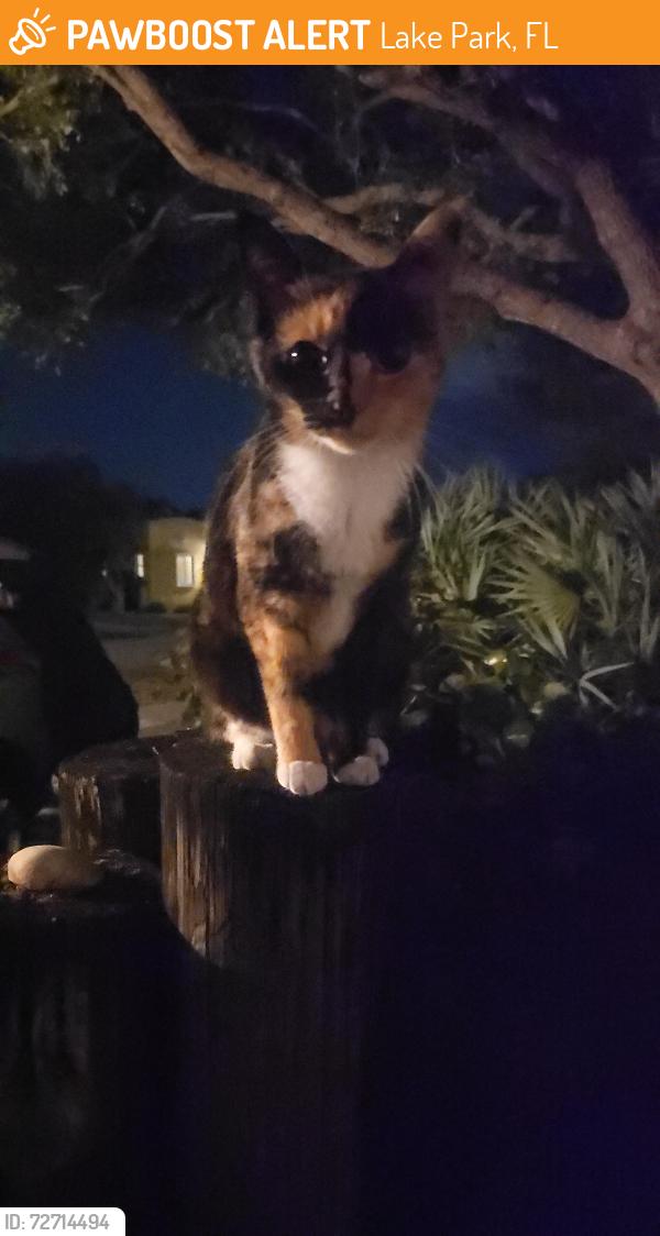 Found/Stray Unknown Cat last seen Near block , Lake Park, FL 33403