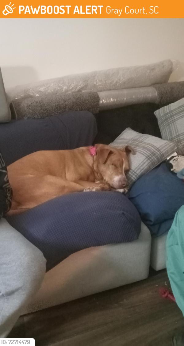 Found/Stray Female Dog last seen Hunters woods and Neely Ferry, Gray Court, SC 29645