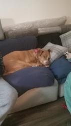Found/Stray Female Dog last seen Hunters woods and Neely Ferry, Gray Court, SC 29645