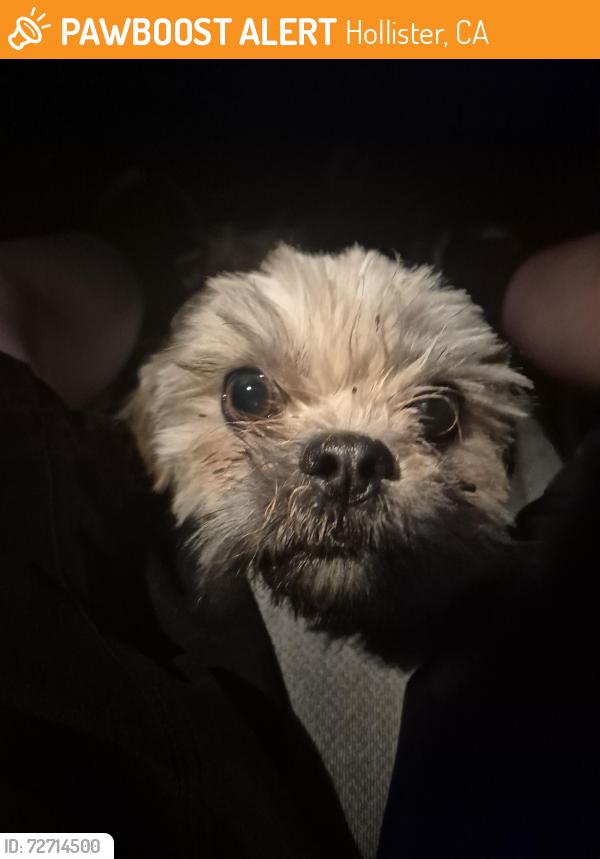 Found/Stray Female Dog last seen Monterey street , Hollister, CA 95023