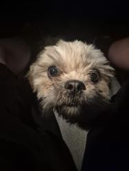 Found/Stray Female Dog last seen Monterey street , Hollister, CA 95023
