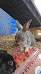 Lost Female Rabbit last seen N Panaroma Dr, Prescott Valley, AZ 86314