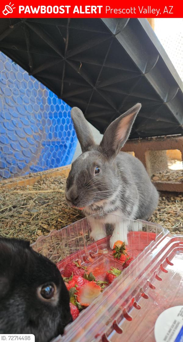 Lost Female Rabbit last seen N Panaroma Dr, Prescott Valley, AZ 86314