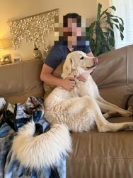 Lost Female Dog last seen Dry Creek Rd and Seaman’s Gulch Rd, Ada County, ID 83714