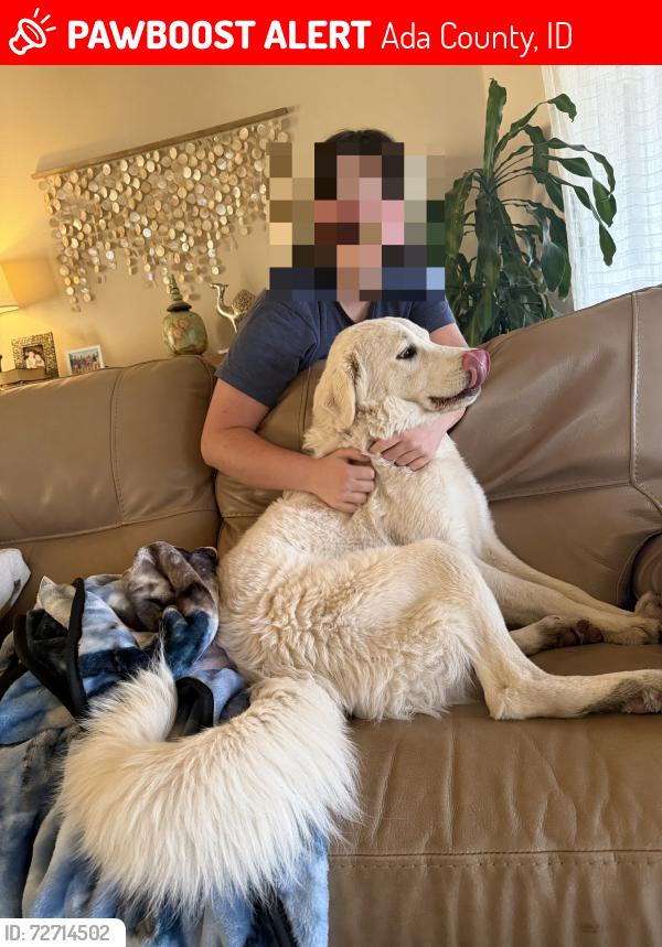 Lost Female Dog last seen Dry Creek Rd and Seaman’s Gulch Rd, Ada County, ID 83714