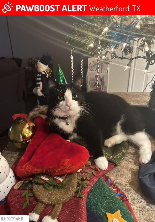 Lost Male Cat last seen Misty ridge ln , Weatherford, TX 76085