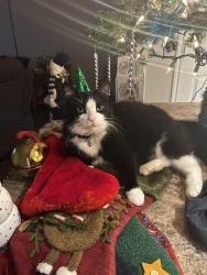 Lost Male Cat last seen Misty ridge ln , Weatherford, TX 76085