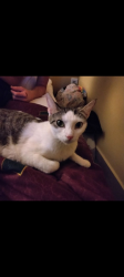 Lost Female Cat last seen S. Manhattan Ave & W. Varn str, Tampa, FL 33611