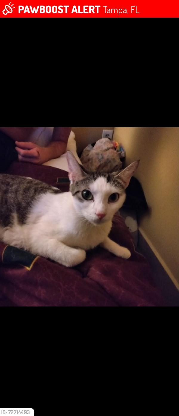 Lost Female Cat last seen S. Manhattan Ave & W. Varn str, Tampa, FL 33611