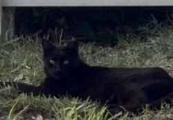 Found/Stray Unknown Cat last seen Goldenrod rd  Orlando Florida 32822, Orlando, FL 32822