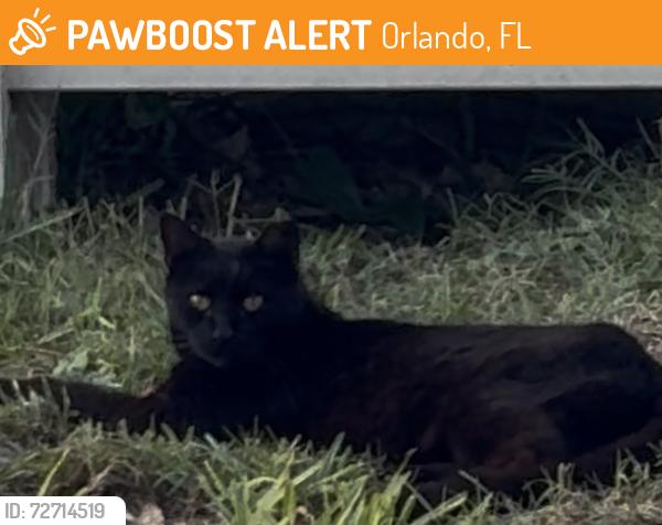 Found/Stray Unknown Cat last seen Goldenrod rd  Orlando Florida 32822, Orlando, FL 32822