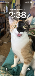 Lost Female Cat last seen Tyrolite, Riverside, CA 92509