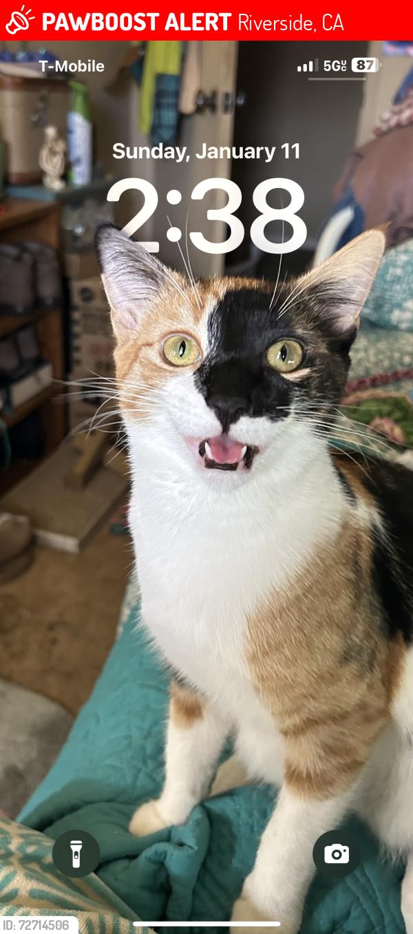 Lost Female Cat last seen Tyrolite, Riverside, CA 92509