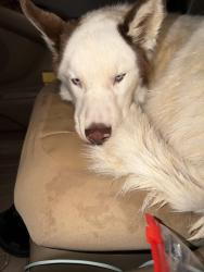 Found/Stray Male Dog last seen Glen Bridge SE near corn field/mulch yard , Buncombe County, NC 28704