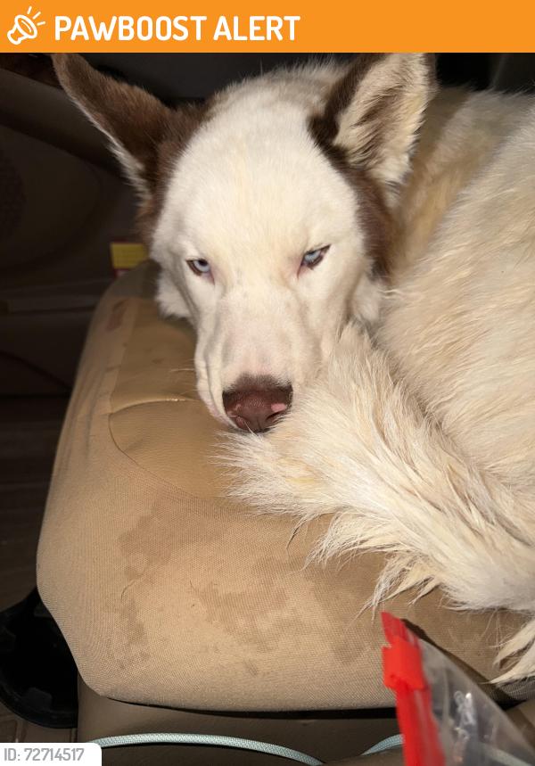 Found/Stray Male Dog last seen Glen Bridge SE near corn field/mulch yard , Buncombe County, NC 28704