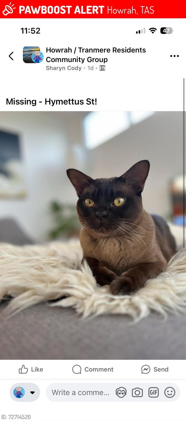 Lost Male Cat last seen Little Howrah Beach, Howrah, TAS 7018