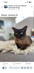 Lost Male Cat last seen Little Howrah Beach, Howrah, TAS 7018
