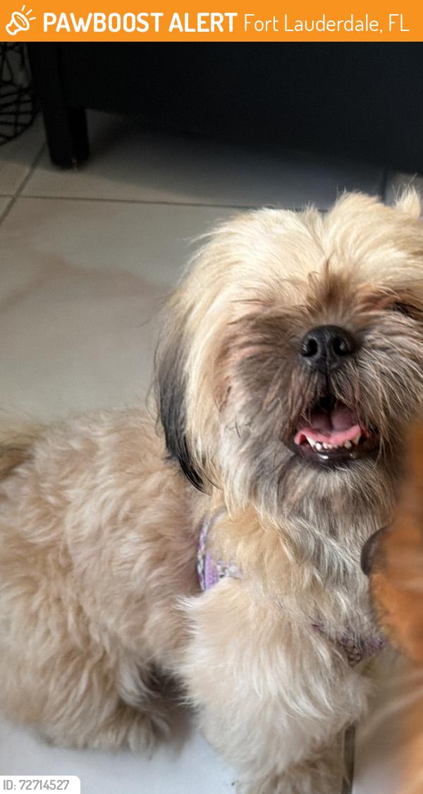 Found/Stray Male Dog last seen Fort lauderdale, Fort Lauderdale, FL 33301