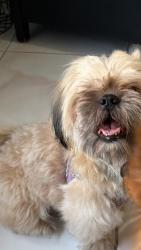 Found/Stray Male Dog last seen Fort lauderdale, Fort Lauderdale, FL 33301