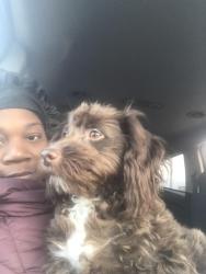 Lost Female Dog last seen Campostella Road, Robert Hall, Chesapeake, VA 23320