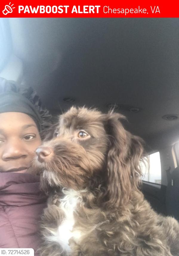 Lost Female Dog last seen Campostella Road, Robert Hall, Chesapeake, VA 23320