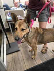 Found/Stray Female Dog last seen Cedar Park Dr, San Antonio, TX 78249