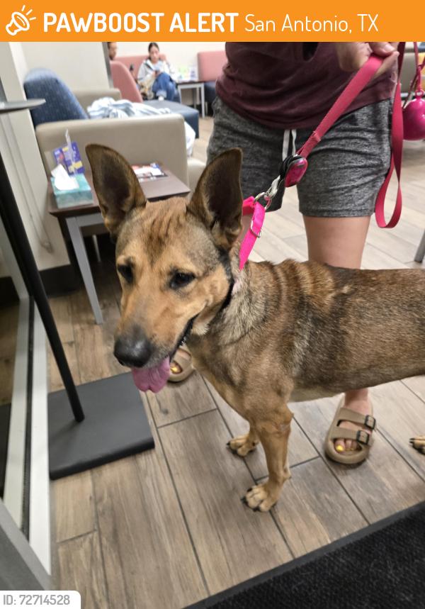 Found/Stray Female Dog last seen Cedar Park Dr, San Antonio, TX 78249