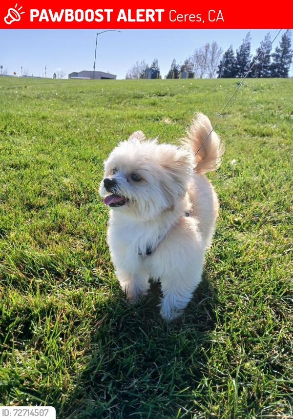 Lost Male Dog last seen Roeding Rd other cross Rd is el camino ave, Ceres, CA 95307