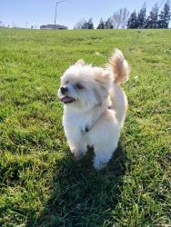 Lost Male Dog last seen Roeding Rd other cross Rd is el camino ave, Ceres, CA 95307