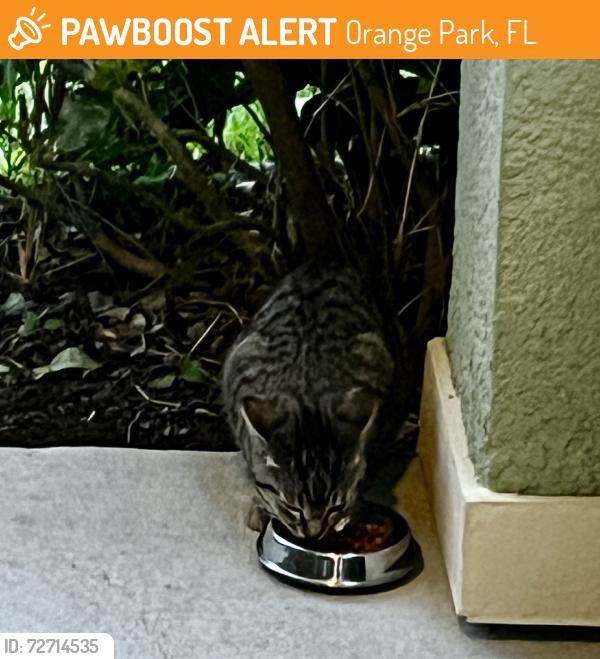 Found/Stray Unknown Cat last seen Eagle Landing / CAMP CREEK, Orange Park, FL 32065