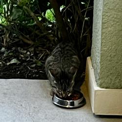 Found/Stray Unknown Cat last seen Eagle Landing / CAMP CREEK, Orange Park, FL 32065