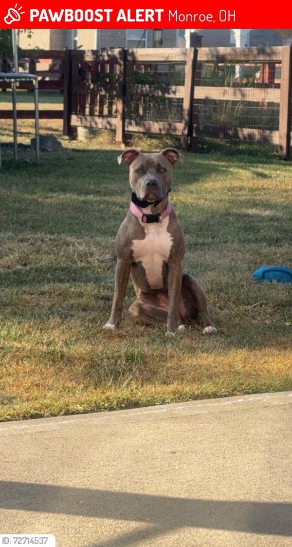 Lost Female Dog last seen Bayberry lane in Monroe crossings , Monroe, OH 45050