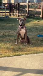 Lost Female Dog last seen Bayberry lane in Monroe crossings , Monroe, OH 45050